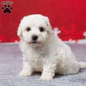 Frosty, Bichon Frise Puppy